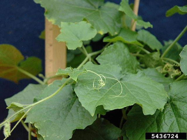 Burcucumber looks and grows like the cucumber plant, but the aggressive climber is a troublesome weed, as Missouri farmers are learning the hard way. (Photo by Bruce Ackley, Ohio State)
